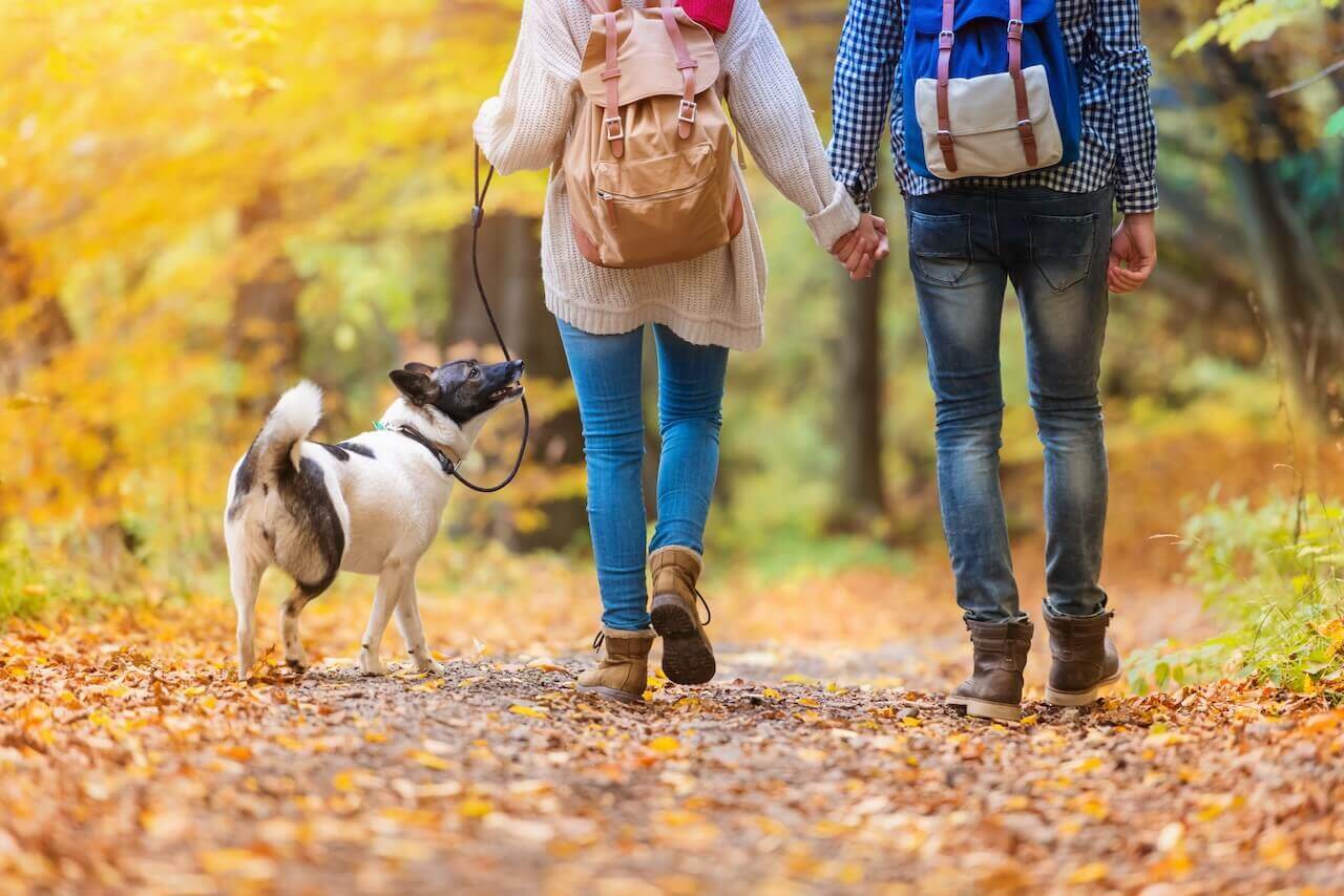 Veterinarian in Kingston NY