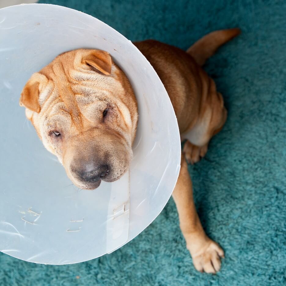 small animal surgery
