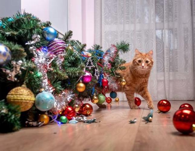 Holiday Safety Tips for Cat Owners