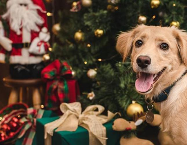 Holiday Safety Tips for Dog Owners