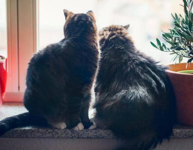 Why Indoor Cats Need Vaccines and Preventative Care, Too!