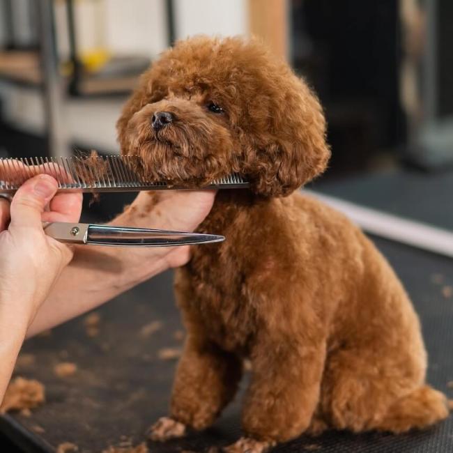 Grooming