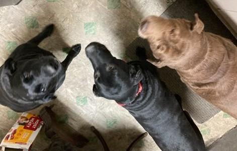 Three labs - two black and 1 golden