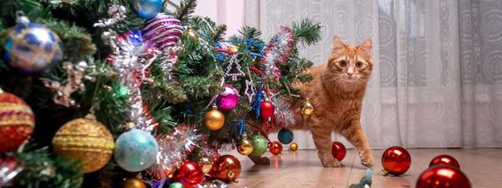 Holiday Cat