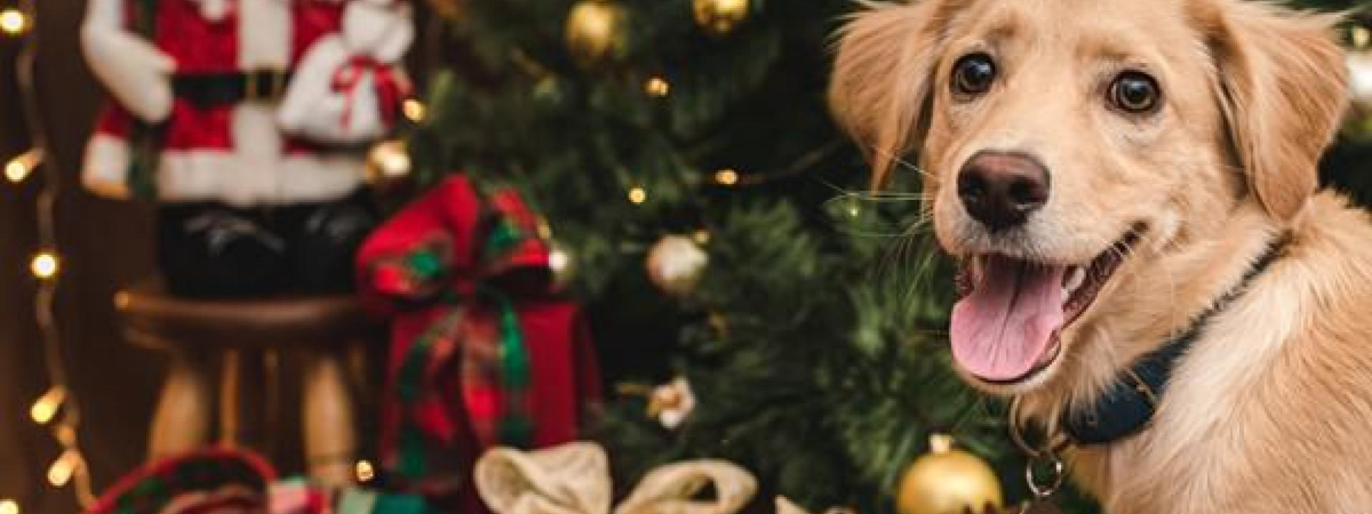 Holiday Dog